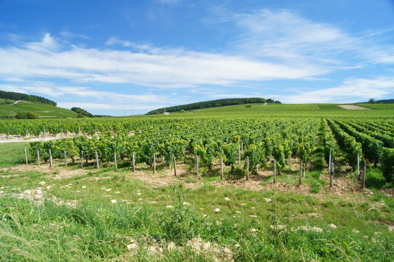 Visiter la France viticole
